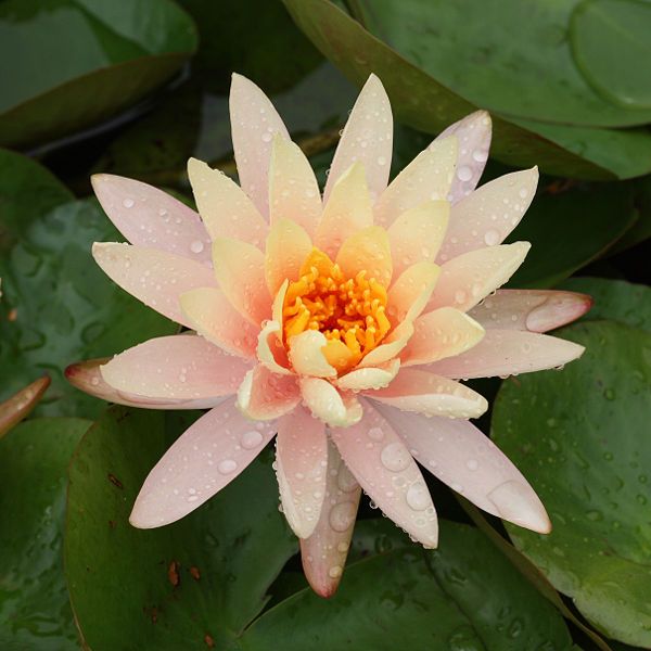 White_Peachy_Pink_Water_Lily_Flower.jpg