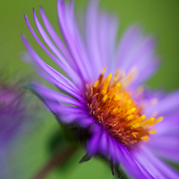 purple_aster_flower.jpg
