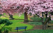Cherry_Blossoms1.jpg
