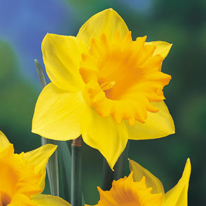 dutch-master-daffodil.jpg